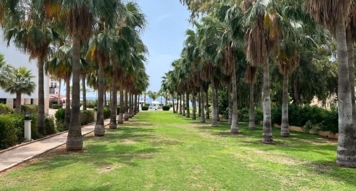 🌴