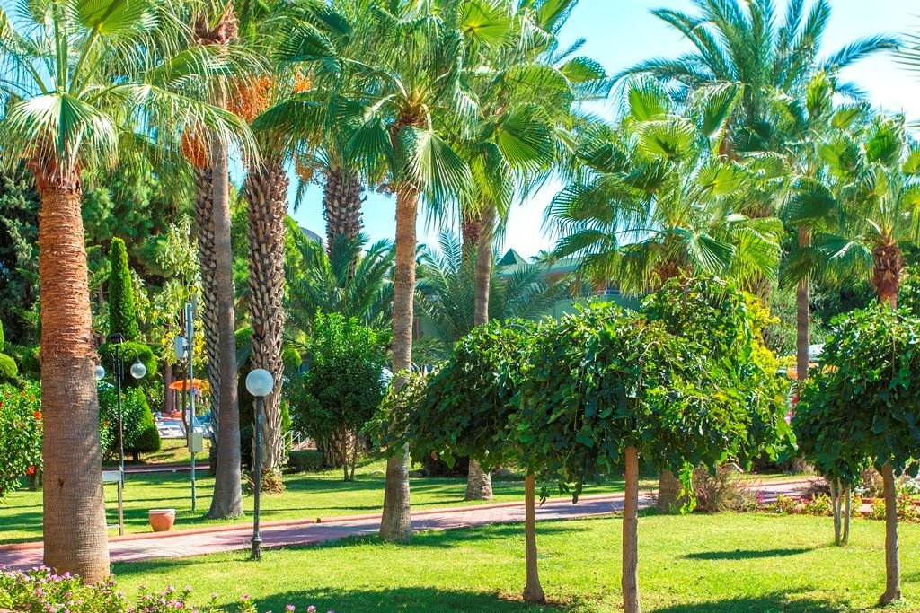 🌴