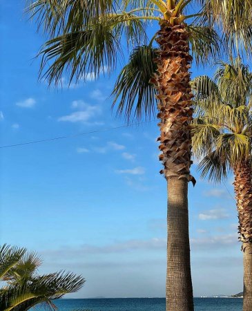 🌴